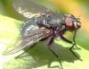 Bellardia sp.